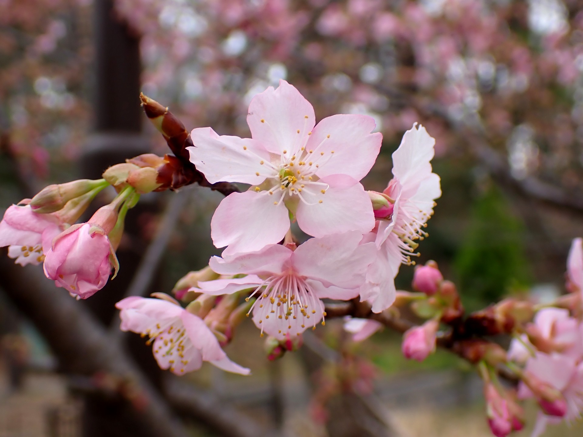 藤ヶ丘公園の河津桜の写真です。ほぼ満開、見頃です。