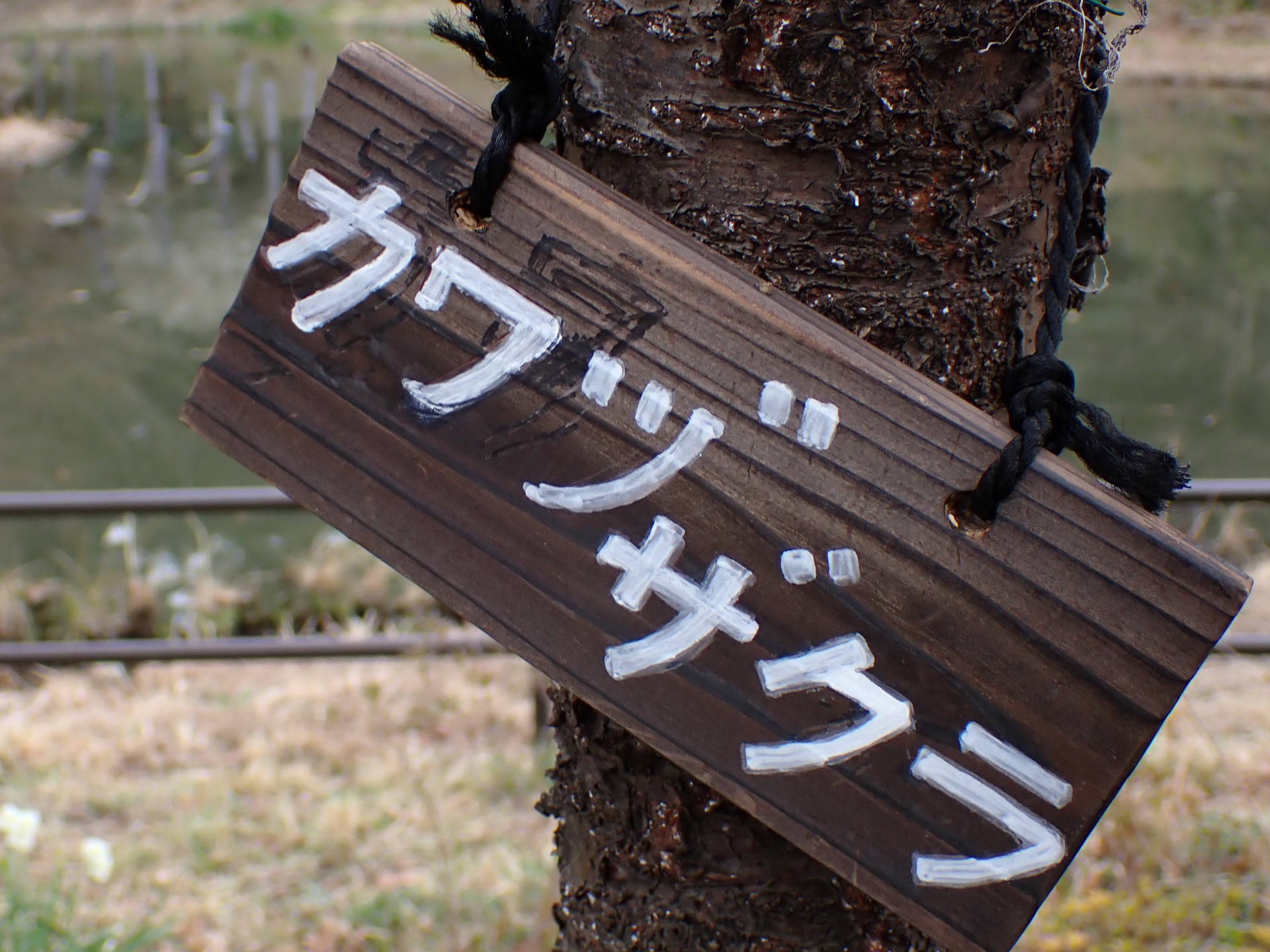 藤ヶ丘公園の河津桜の名前表示板の写真です。なかなか手入れが行き届いています。