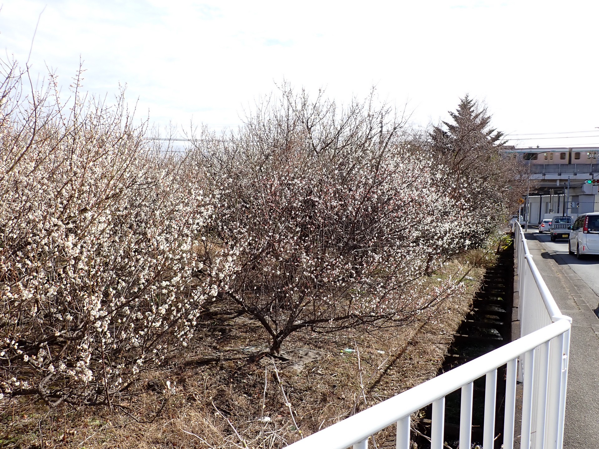梅の満開の写真です。谷本せせらぎふれあいの道の入口付近です。
